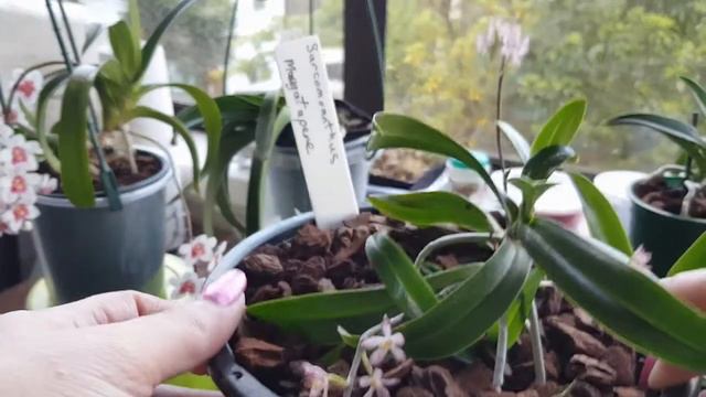 Sarcochilus in flower part 2 смотреть онлайн