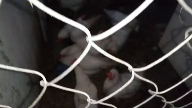 Принимаем заказы на леггорнов смотреть онлайн