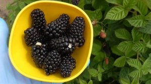 КОЛАМБИЯ САНРАЙС  -  ежевика со вкусом шелковицы.