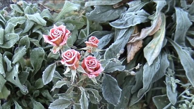 Дыхание Снежной Королевы смотреть онлайн