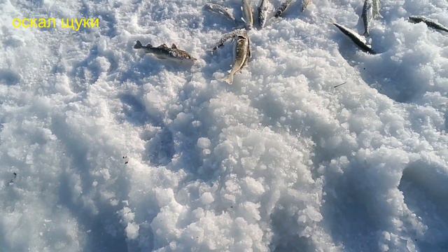 Рыбалка на навагу в море на льду смотреть онлайн