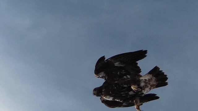EAGLE Attack while diving at 100 kph 🦅 | DJI FPV | 🦅 смотреть онлайн