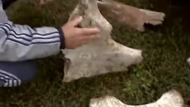 Река Лена Здесь жили мамонты смотреть онлайн