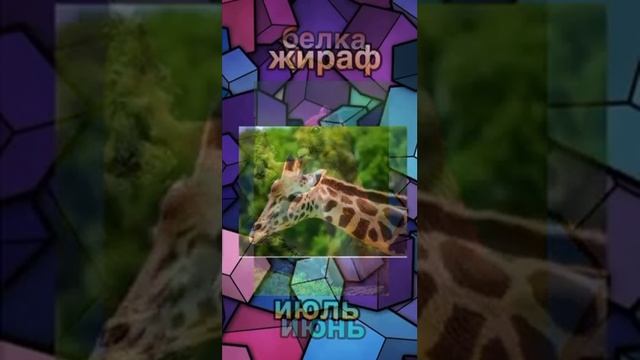 какое ты животное по месяцу рождения смотреть онлайн