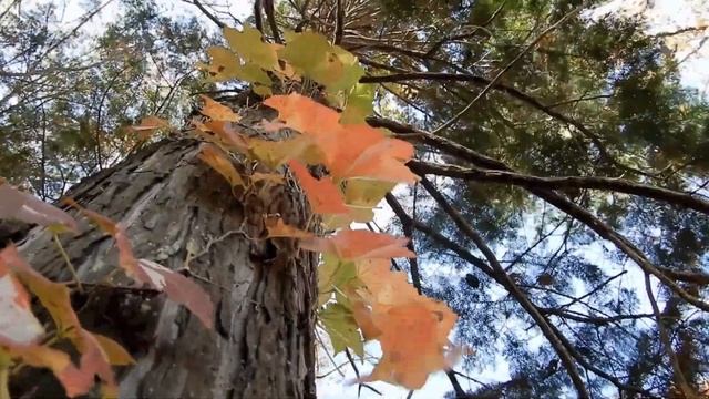 ツタ/Parthenocissus tricuspidata 01_221124_ガイコツ山 смотреть онлайн