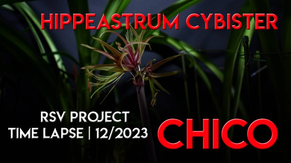 Hippeastrum Cybister Chico Time Lapse | 12/2023