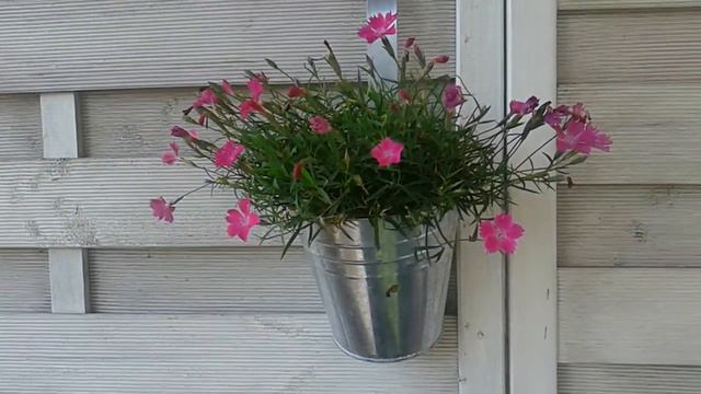 Eine Pflanze an der Wand смотреть онлайн