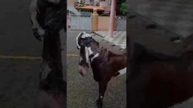 Jamunapari Brown white male goat in kaniyakumari 9444729709 смотреть онлайн