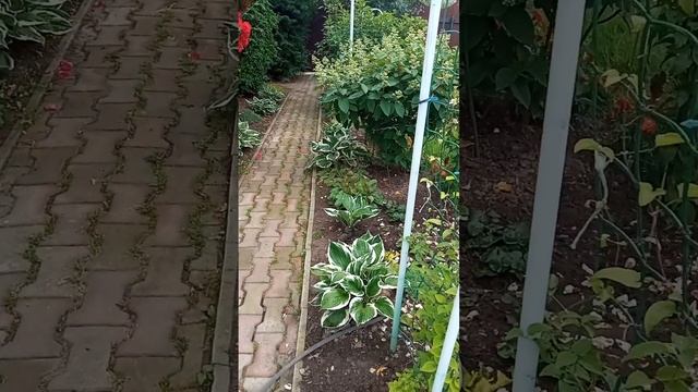 вау розы смотреть онлайн