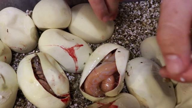 White Albino Tiger x Suntiger Het Albino Reticulated Python Clutch смотреть онлайн