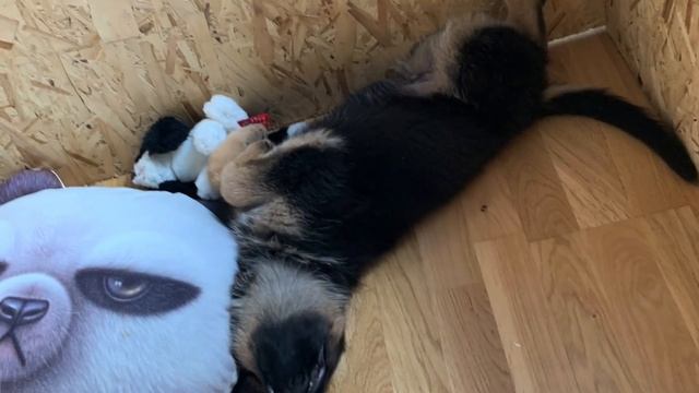 КАК МЕНЯЕТСЯ НЕМЕЦКАЯ ОВЧАРКА/GERMAN SHEPHERD смотреть онлайн