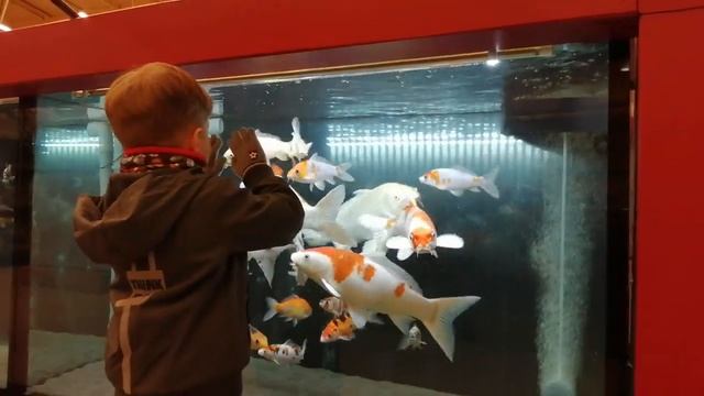 #Фрайбург#zoo ZOO. Самый большой зоомагазин!!! Это надо видеть. смотреть онлайн