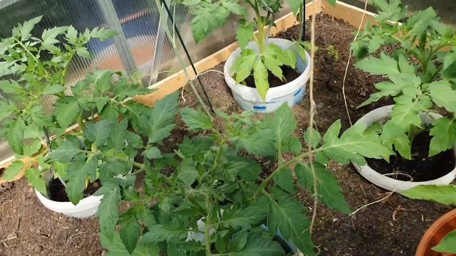 Почему сохнут и скручиваются листья томатов?/С кем еду в отпуск?#влог #жизньвгермании#моибудни смотреть онлайн