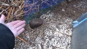 Как построен вольер для кроликов