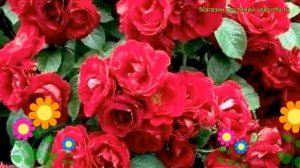 Роза плетистая Пол Скарлет Клаймбер. Краткий обзор, описание характеристик Paul's Scarlet Climber