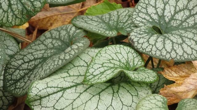 Brunnera macrophylla 'Jack Frost' смотреть онлайн