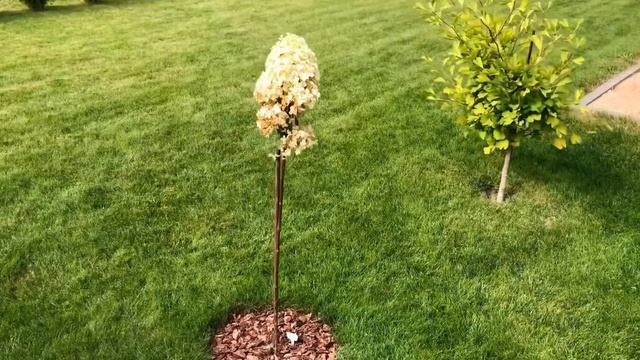 БУМ на гортензии 2022 | Новые 27 сортов в мою коллекцию | от Самарская Лидия до Петит Стар ? смотреть онлайн