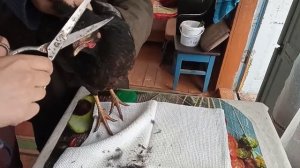 Китайская-хохлатая курица