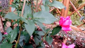 Цветение розы сорта " Карина"