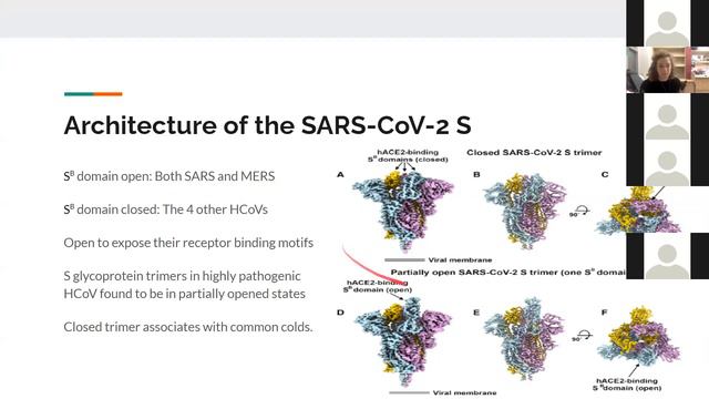 UWPPSC Journal Club | Structure, Function, and Antigenicity of the SARS-CoV-2 Spike GlycoProtein смотреть онлайн