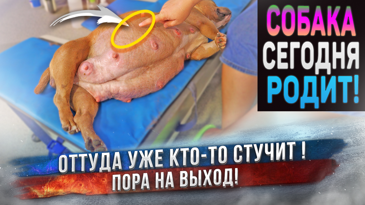 Что там в животе? Роды у собаки. смотреть онлайн