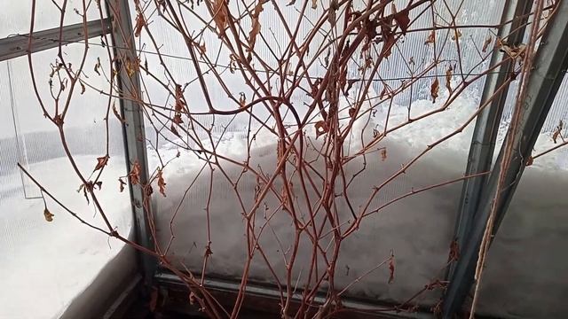 Как там наши теплицы 23.01.2022г смотреть онлайн