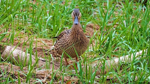 Музыка от панических атак  Нежная музыка лечит нервную систему снимет страхи и панические атаки