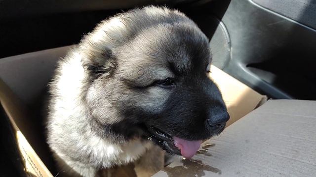 Длинношёрстная Грузинская Горная Собака НАГАЗИ ( Кавказская овчарка ) ALTA смотреть онлайн