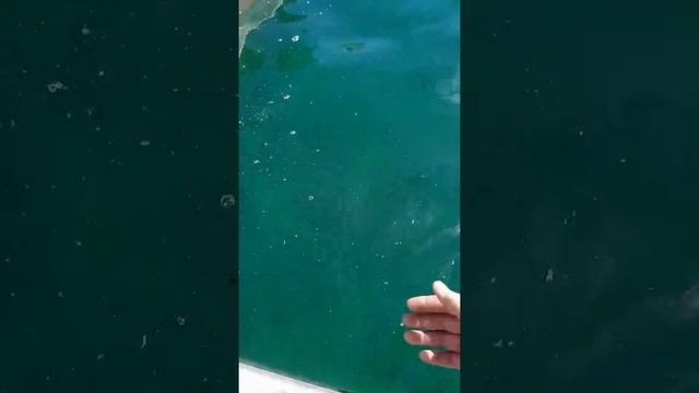 Как очистить воду, чтобы она была чистой? ЗЕЛЕНКОЙ смотреть онлайн