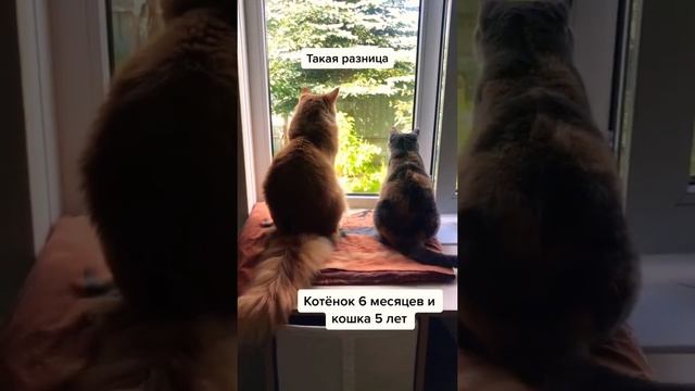 Разница Мейн-Кун и обычный кот. смотреть онлайн