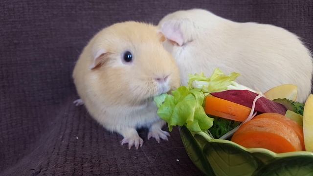 Лучшее время для приобретения морской свинки. смотреть онлайн