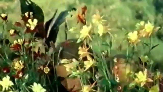 Fantastic Plastic Machine - L'aventure Fantastique - Music Video (Remaster)