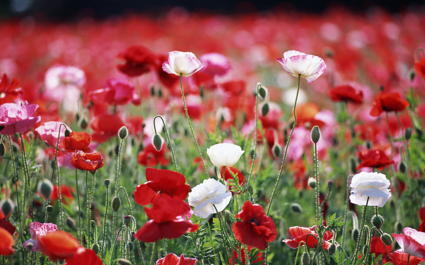 Я вам лета каплю подарю. смотреть онлайн