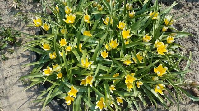 Тюльпан ботанический .  Дасистимон Тарда. Tulipa Dasystimon Tarda .