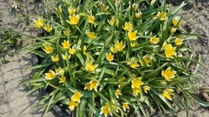 Тюльпан ботанический .  Дасистимон Тарда. Tulipa Dasystimon Tarda .