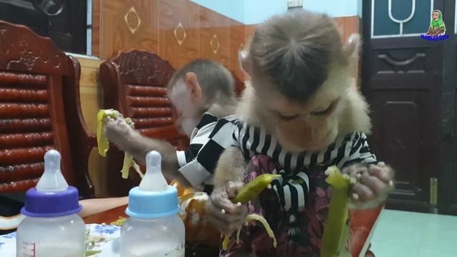 Smart Monkey Sam And Asher Have Great Dinner While Daddy Sleeping.