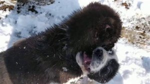 Щенки Алабая дерутся!
