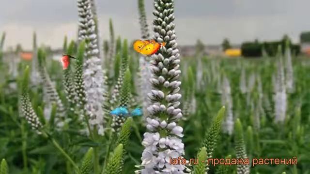 Вероника длиннолистная Антарктика ? обзор: как сажать, саженцы вероники Антарктика смотреть онлайн