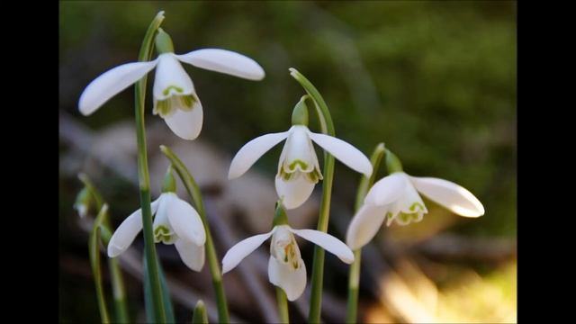 Galanthus nivalis смотреть онлайн
