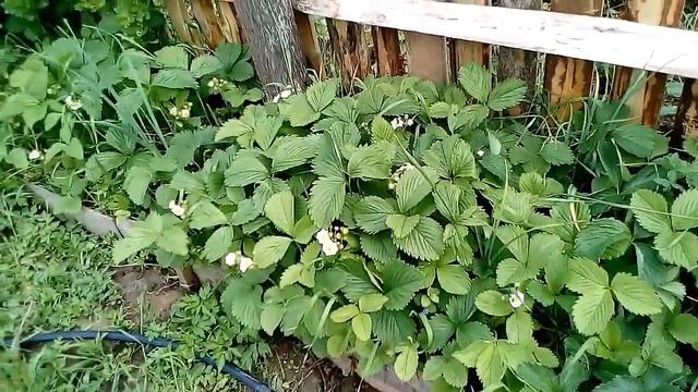 Садовая земляника (клубника) на 6 июня 2017 г. Без химии. Смоленская область. смотреть онлайн