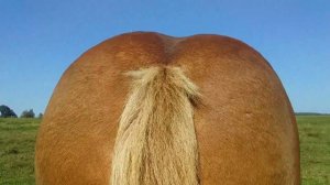 #ЛОШАДИ# Русский # #тяжеловоз#