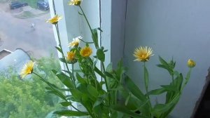 Календула цветёт на подоконнике