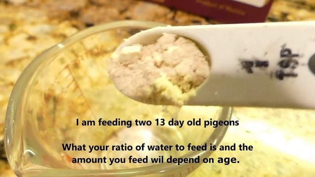 How to Hand feed and Tube feed Baby Pigeons смотреть онлайн