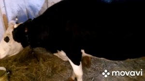 Корова  ЗАБОЛЕЛА остановился  ЖЕЛУДОК как мы с этим СПРАВИЛИСЬ.