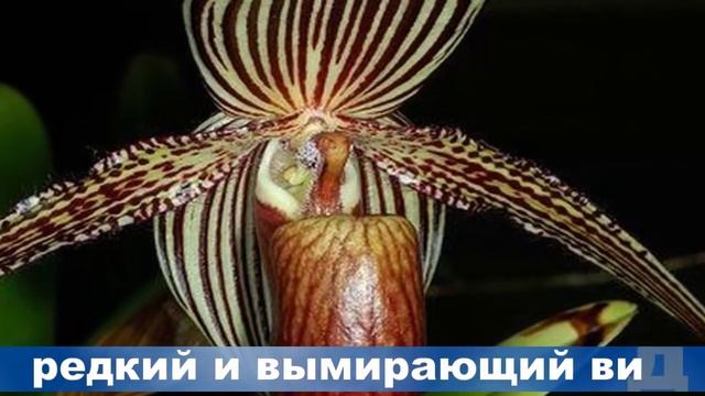 ТОП 10 Самые ДОРОГИЕ и РЕДКИЕ цветы в мире/ЛЮБОПЫТНЫЕ ФАКТЫ