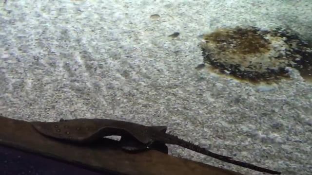 МОСКВАРИУМ. Самый полный обзор / Center of Oceanography and marine biology. Moscow, Russia смотреть онлайн