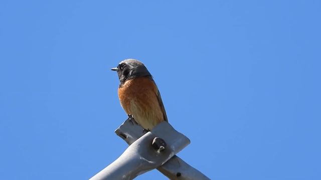 Песня горихвостки. смотреть онлайн