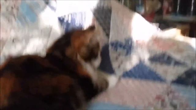 Кошка носит мяч смотреть онлайн