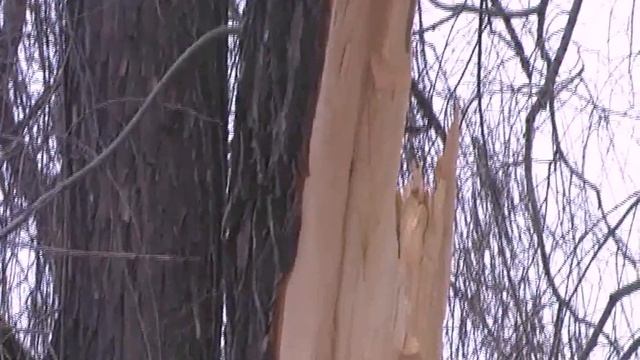 Дерево,часть которого раскололась смотреть онлайн