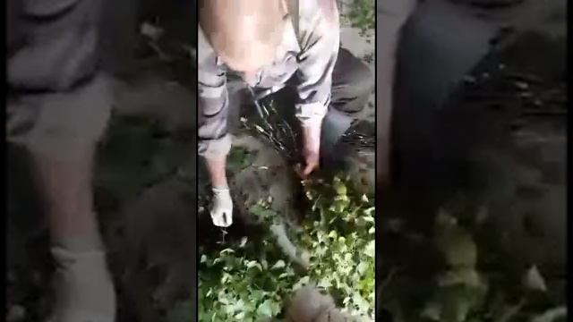 Заготовка веников для бани из березы(вязание) смотреть онлайн